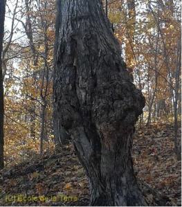 gardien mont st-bruno