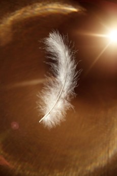 plume verticale - ok