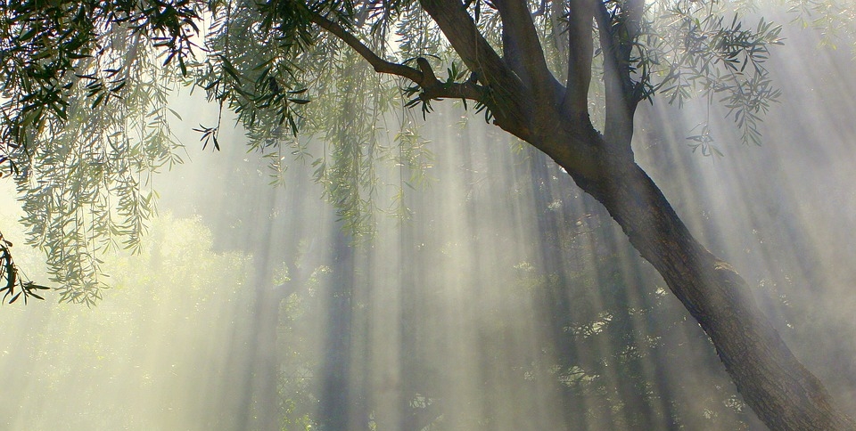 foggy-1077725_960_720