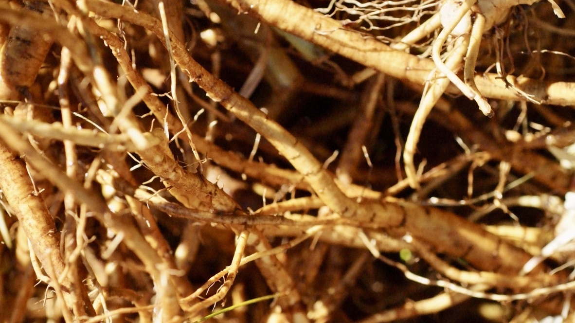 B6C07CF4-C149-45E8-8EB9-1A8AAE9E8FEA_1_105_c